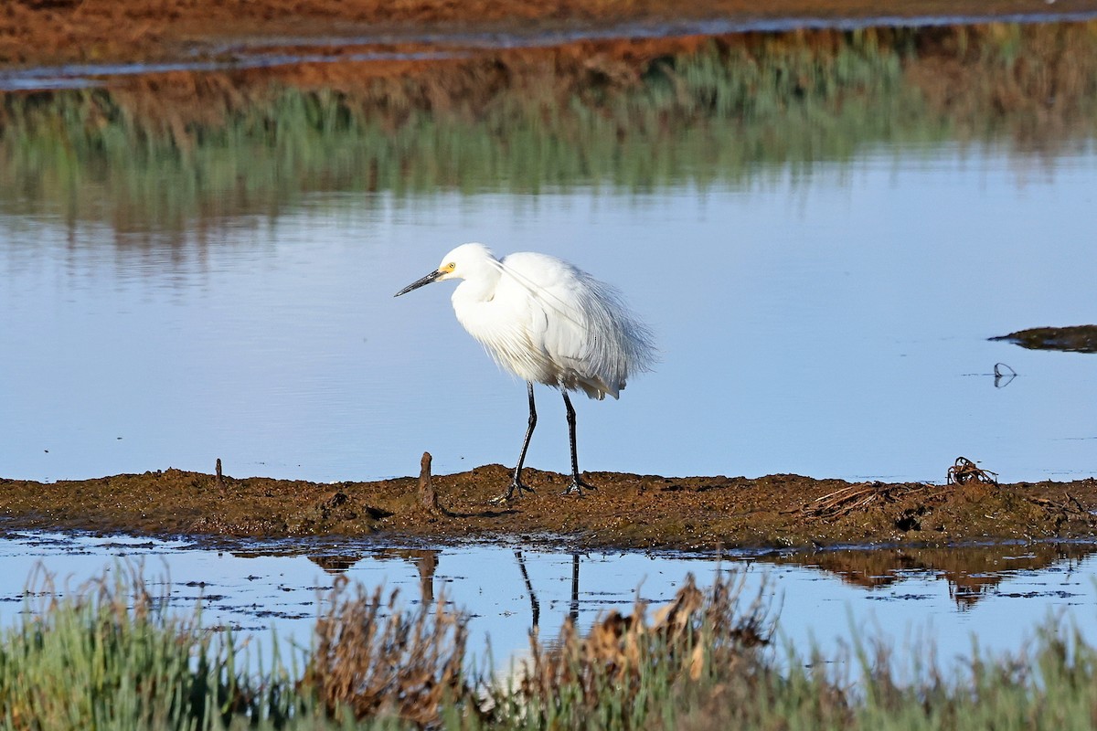 Little Egret - ML645440569