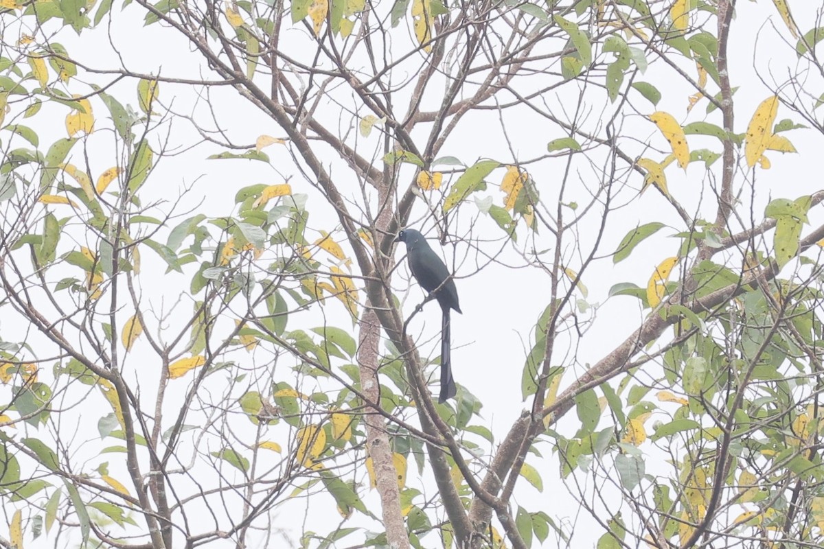 Ракетохвостая сорока - ML645440570