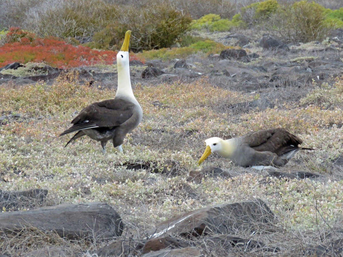 Waved Albatross - ML645440572