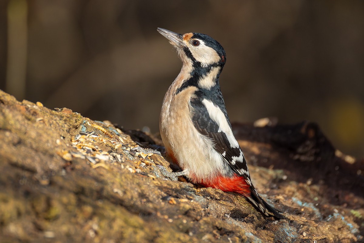 Great Spotted Woodpecker - ML645440573