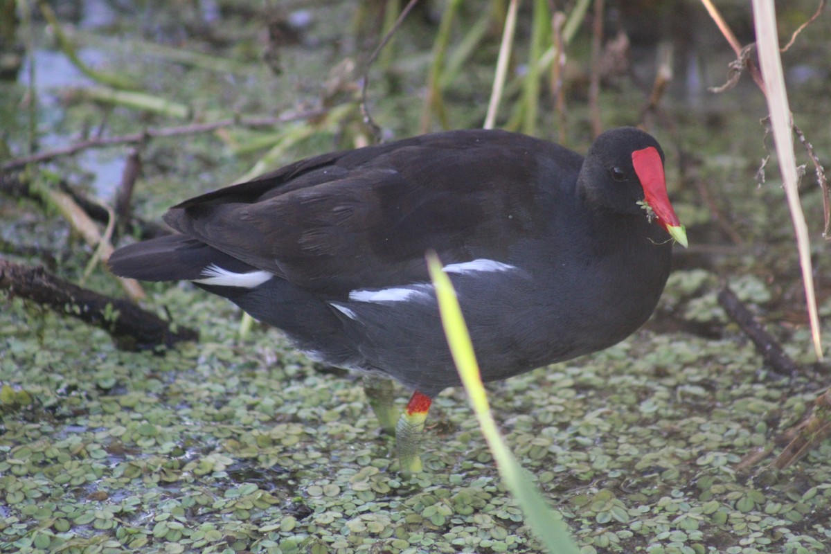 amerikasivhøne - ML645440575