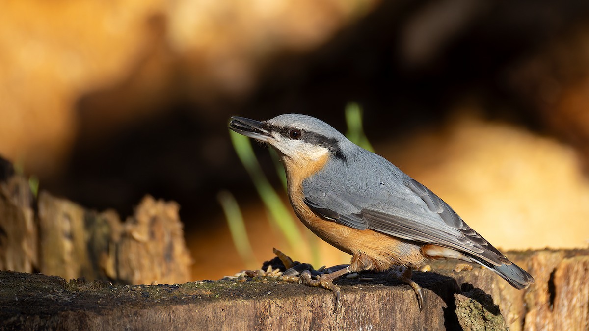 Eurasian Nuthatch - ML645440578