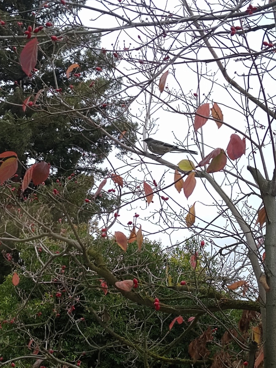 Northern Mockingbird - ML645440587