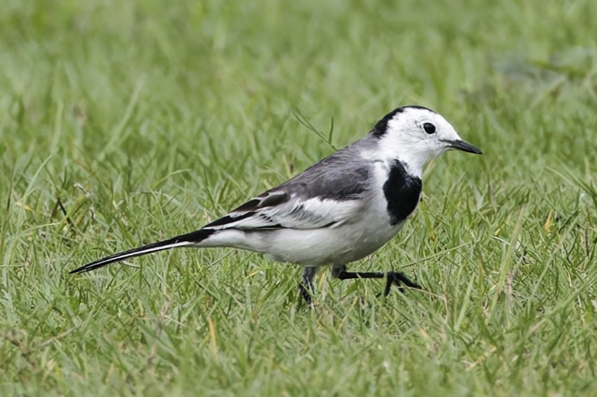 konipas bílý - ML645440588