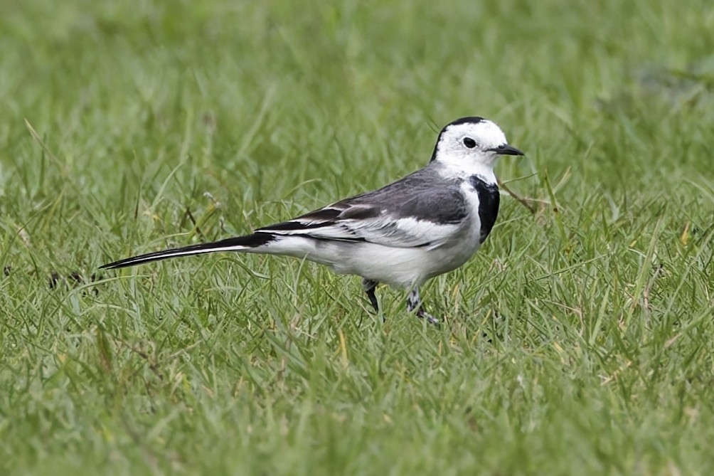 konipas bílý - ML645440589