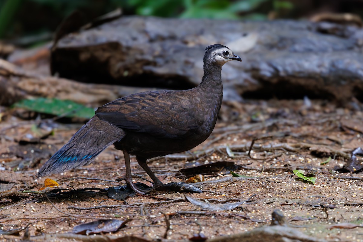 Palawan Peacock-Pheasant - ML645440591