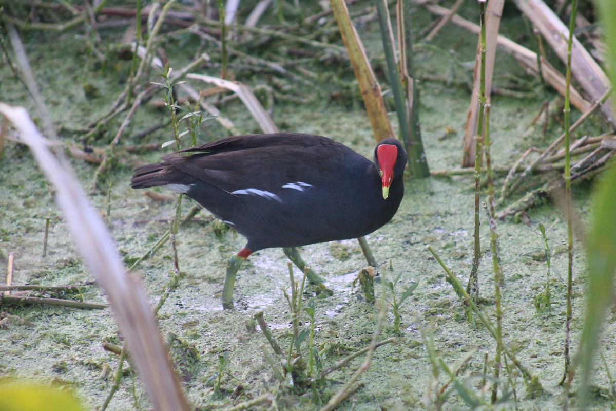 amerikasivhøne - ML645440593