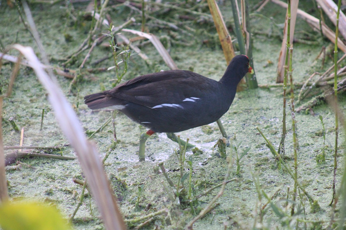 amerikasivhøne - ML645440594