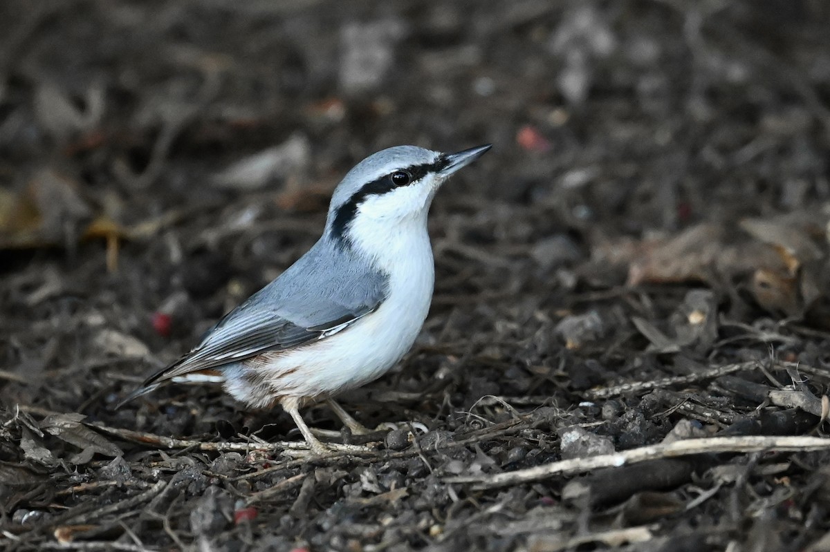 Eurasian Nuthatch - ML645440597