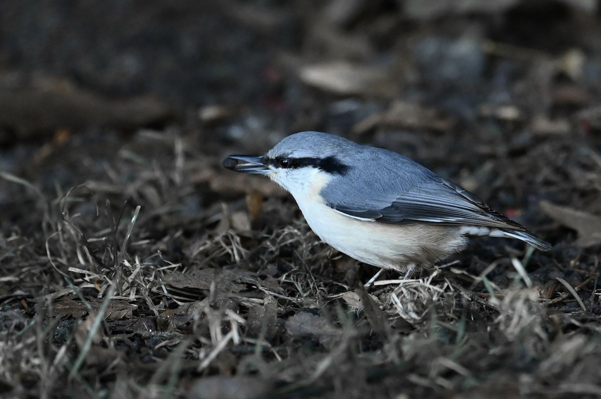 Eurasian Nuthatch - ML645440598