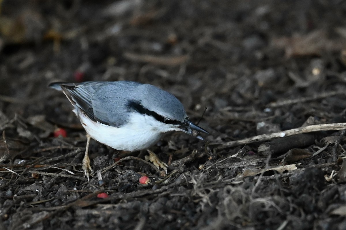 Eurasian Nuthatch - ML645440599