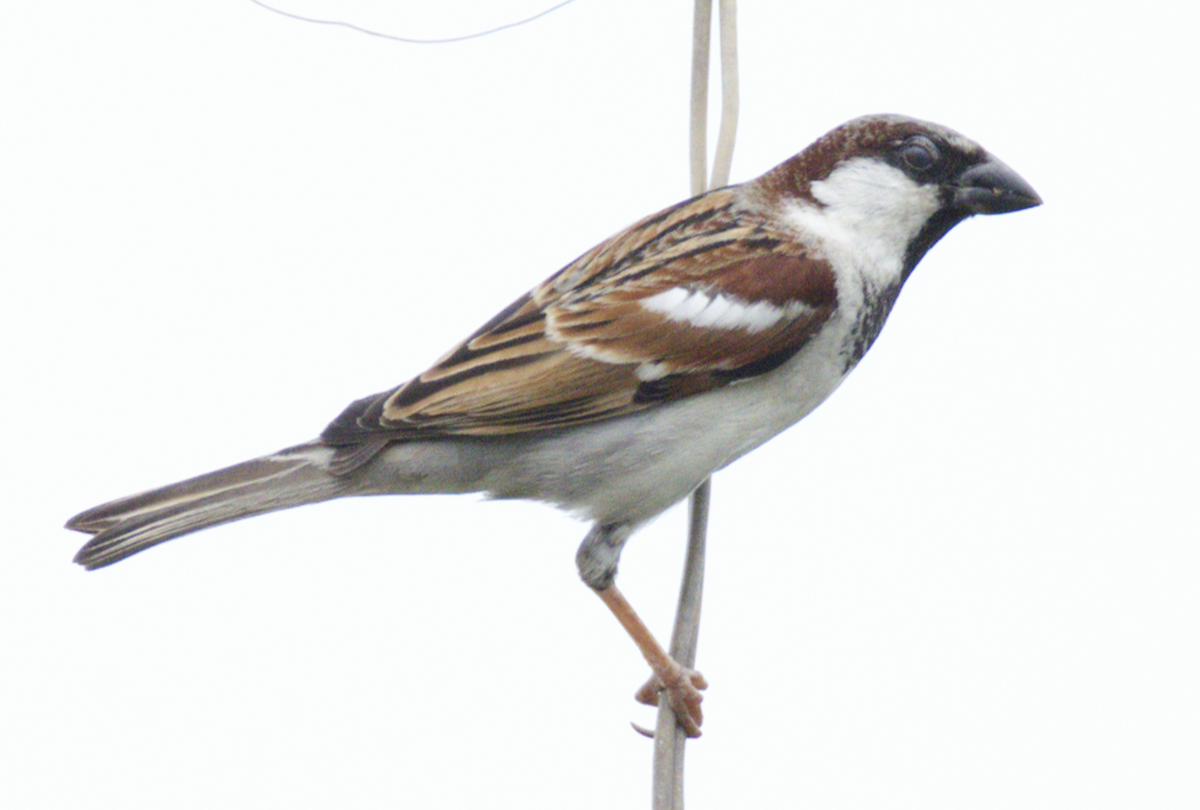 Gorrión Común - ML645440600