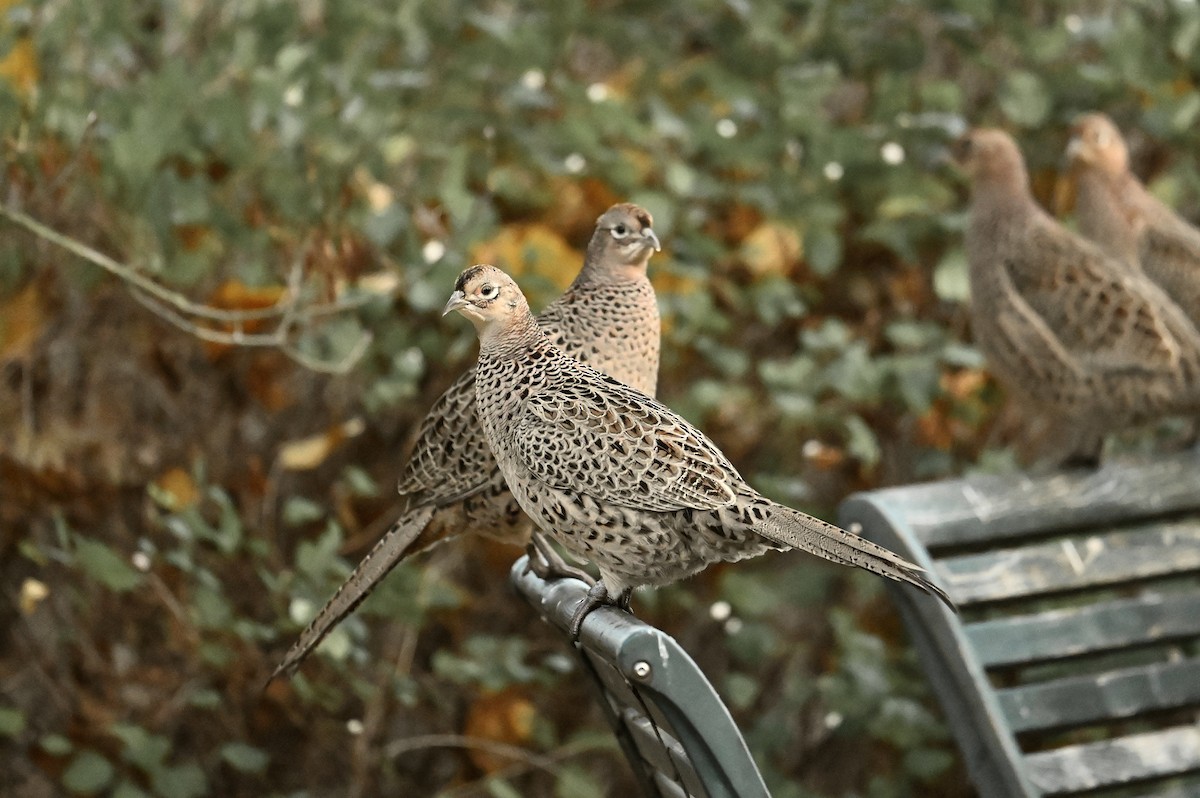 Ring-necked Pheasant - ML645440601