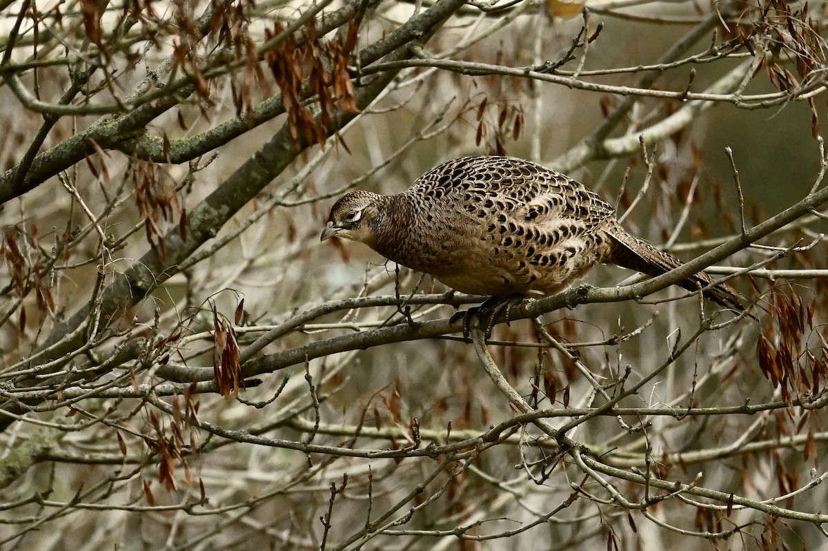 Ring-necked Pheasant - ML645440602