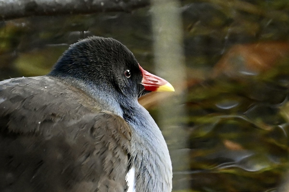 Eurasian Moorhen - ML645440603