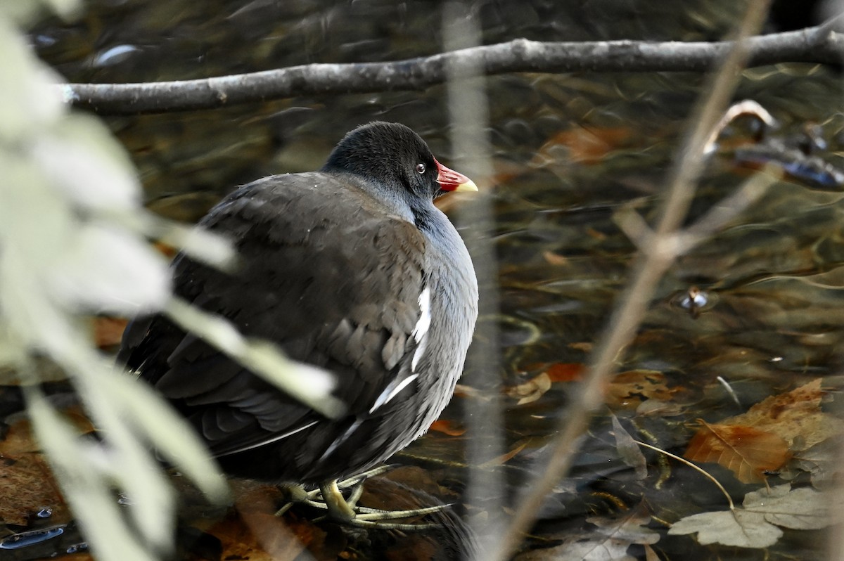 Eurasian Moorhen - ML645440604