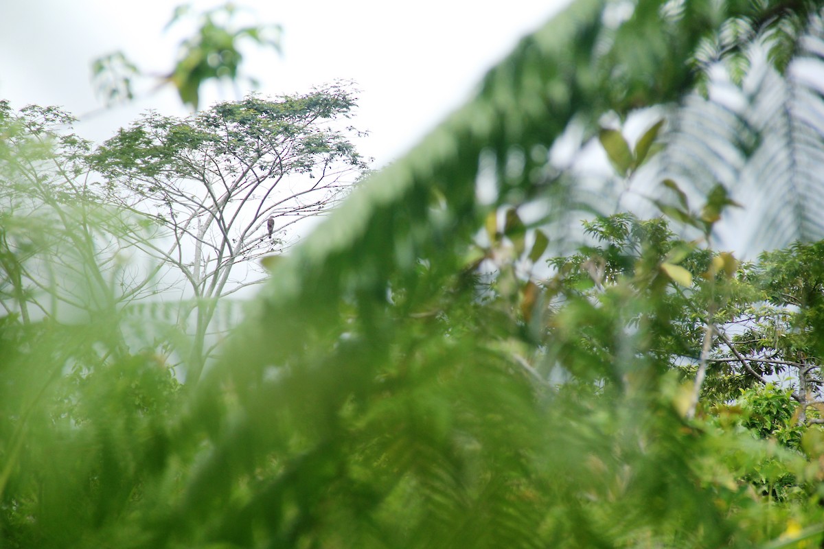 Değişken Atmaca Kartalı - ML645440611