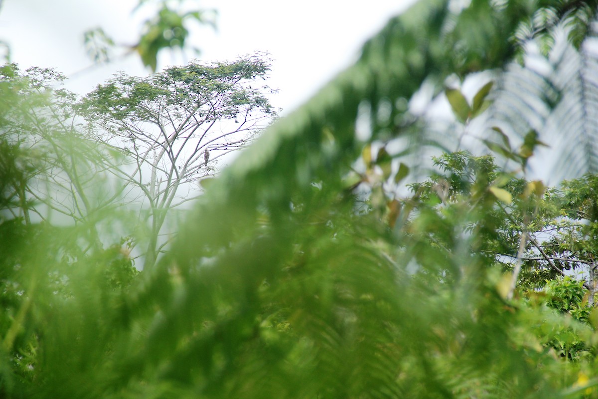 Değişken Atmaca Kartalı - ML645440612