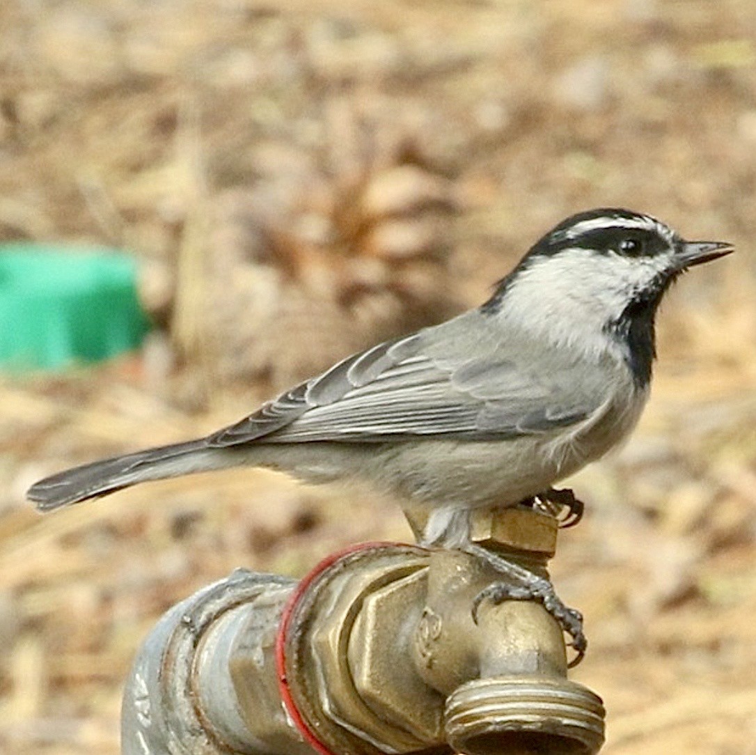 Mountain Chickadee - ML645440616