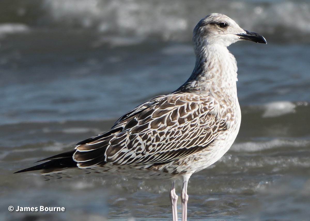 Great Black-backed Gull - ML645440618