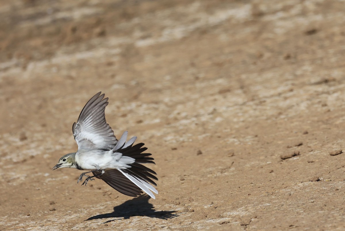 konipas bílý - ML645440631