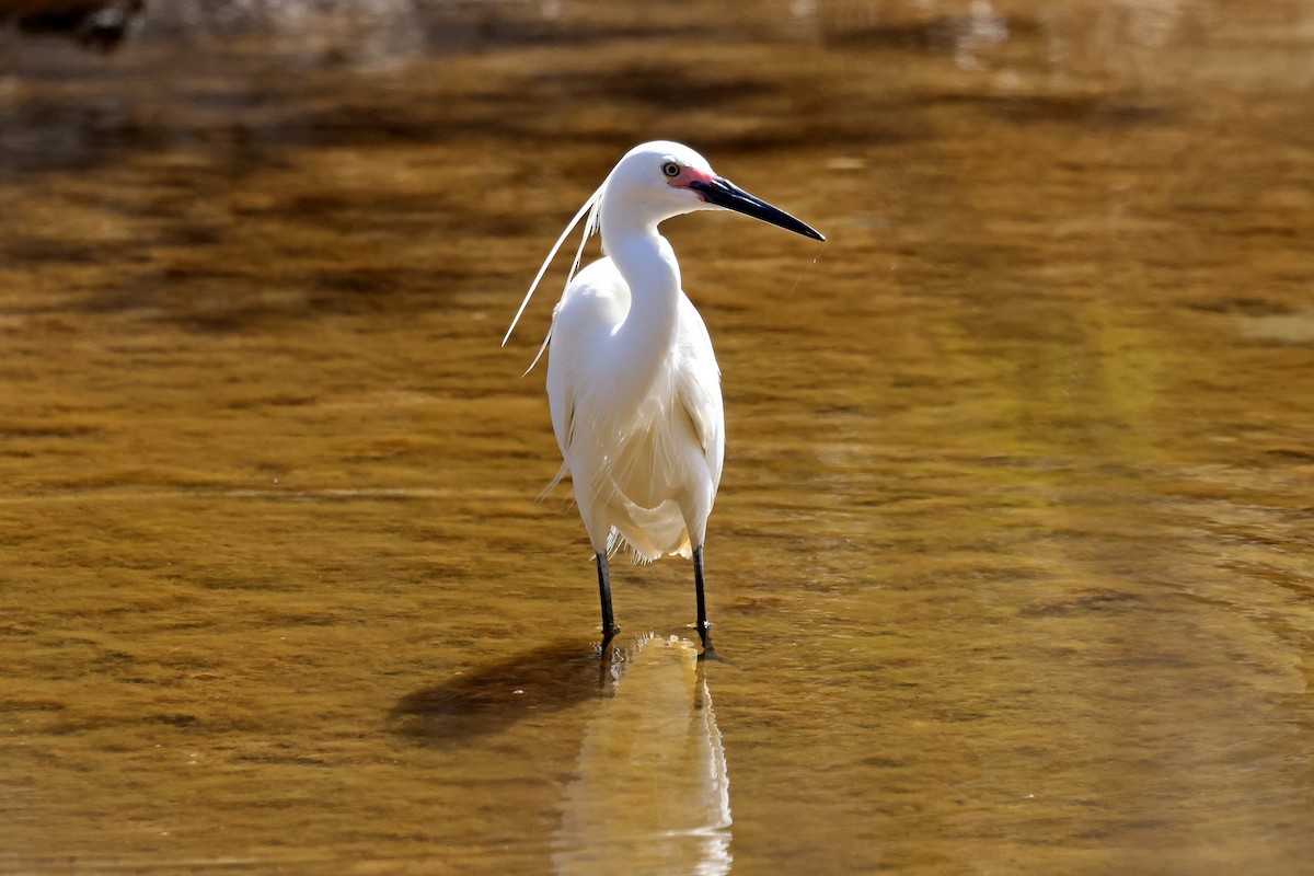 Little Egret - ML645440632