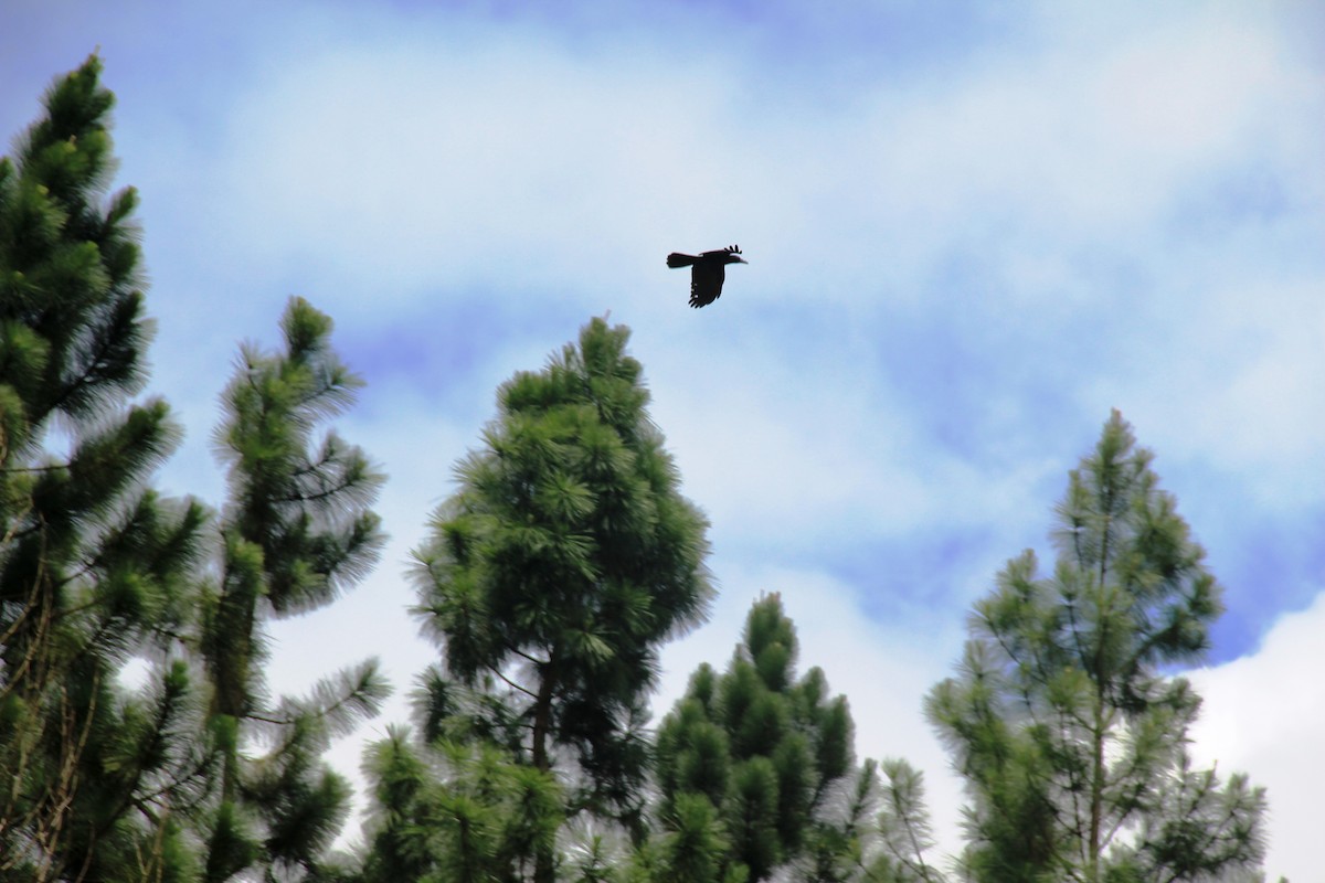 Filipin Kargası - ML645440633