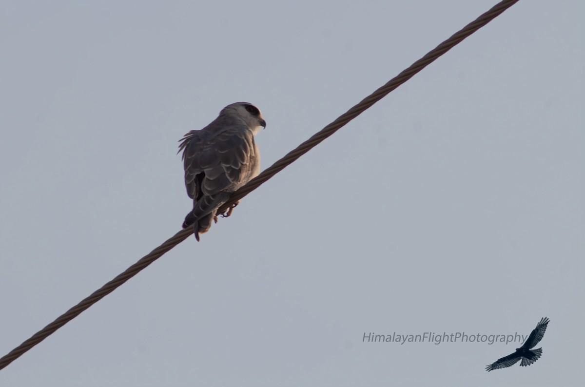 Black-winged Kite - ML645440639