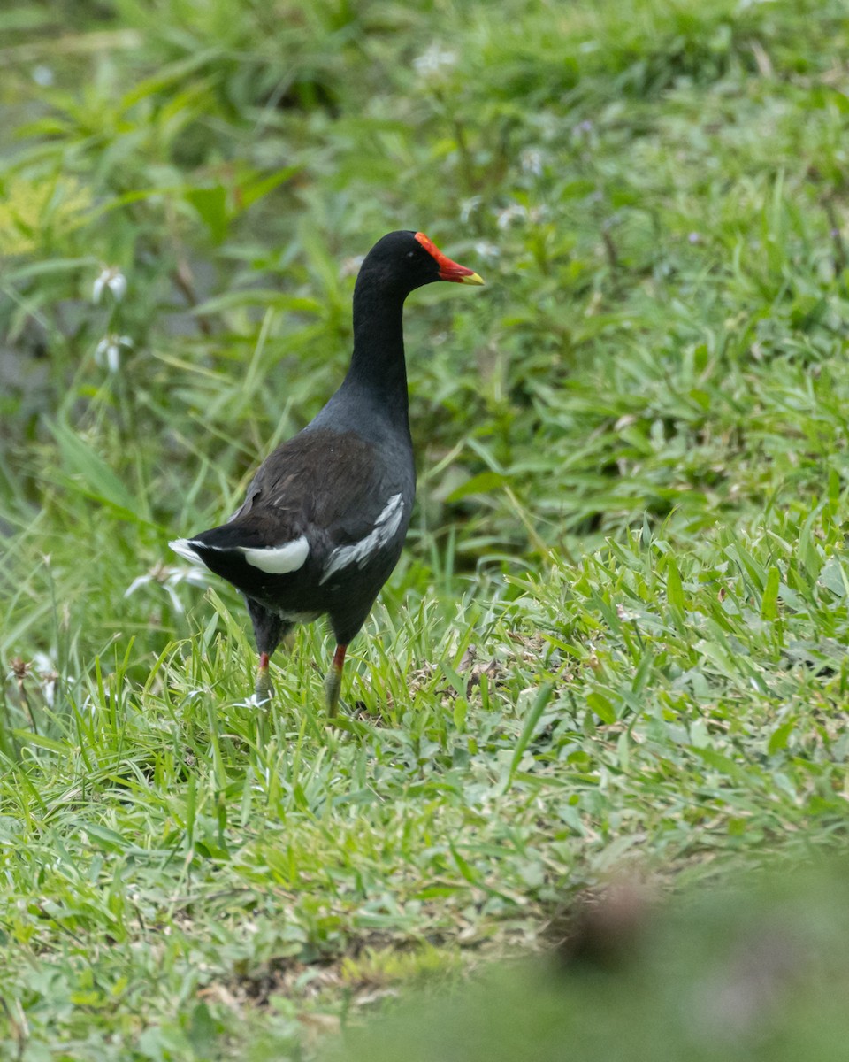 amerikasivhøne - ML645440646