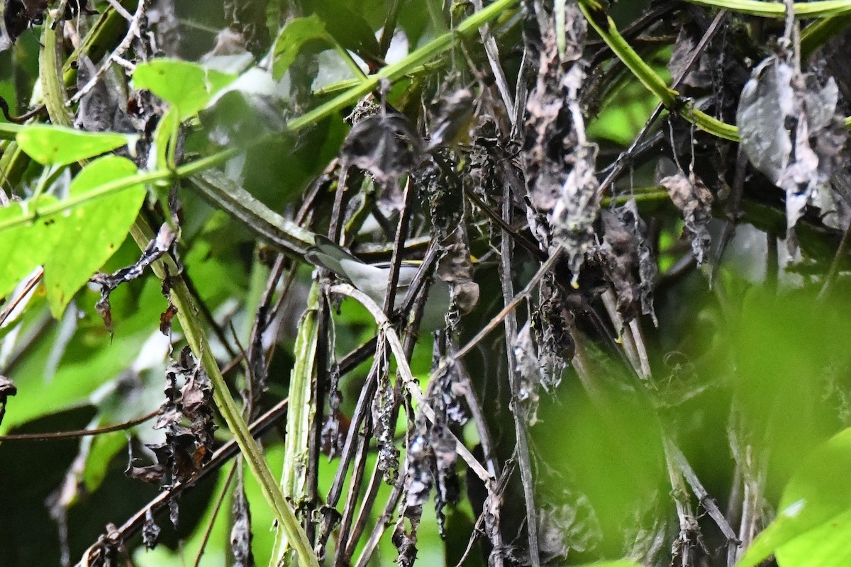 キンバネアメリカムシクイ - ML645440647