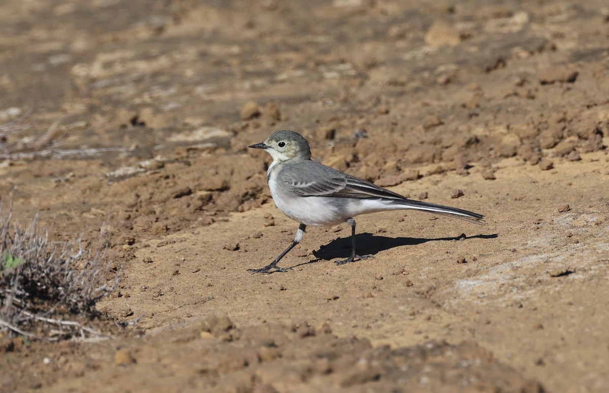 konipas bílý - ML645440653