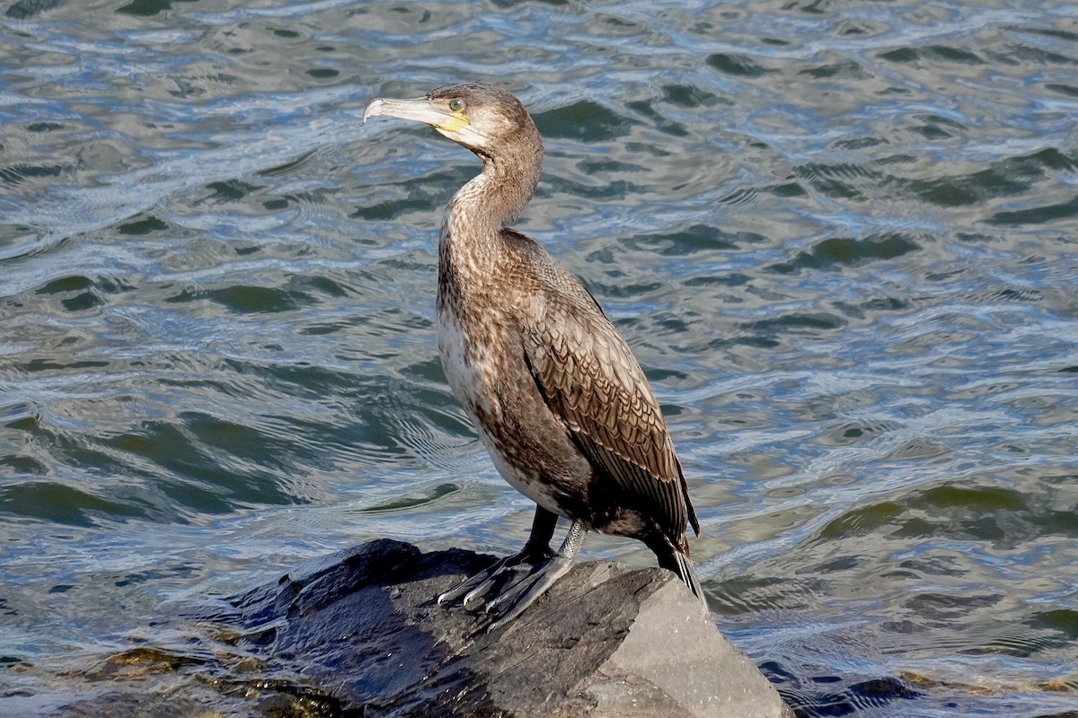 Kormoran - ML645440660