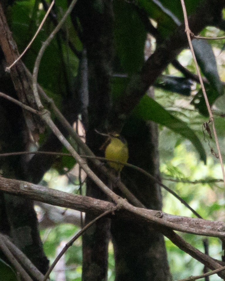 Gray-headed Tody-Flycatcher - ML645440667