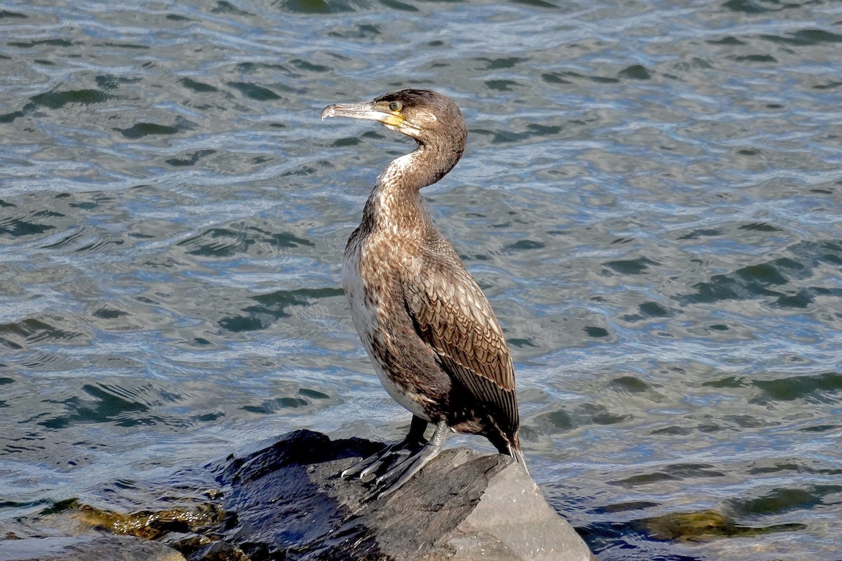 Kormoran - ML645440669