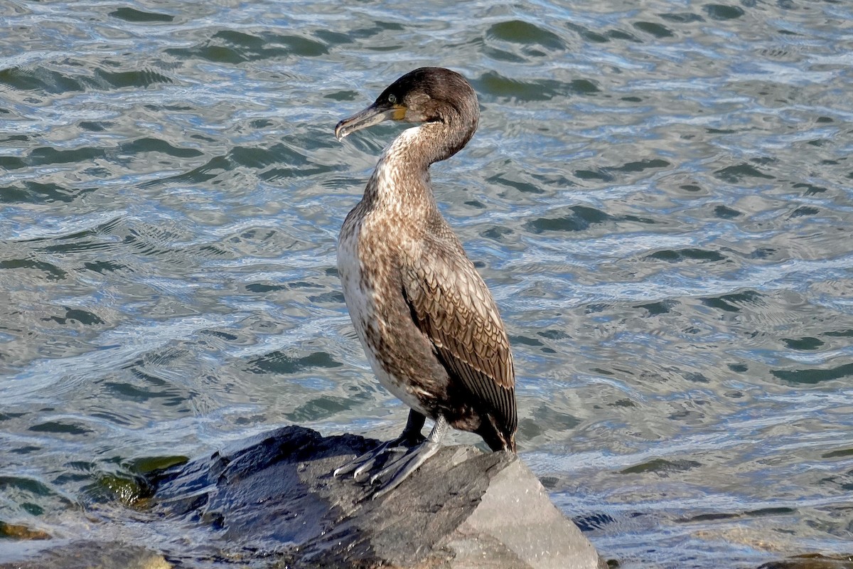 Kormoran - ML645440676