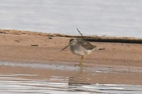 Long-billed Dowitcher - ML645440677