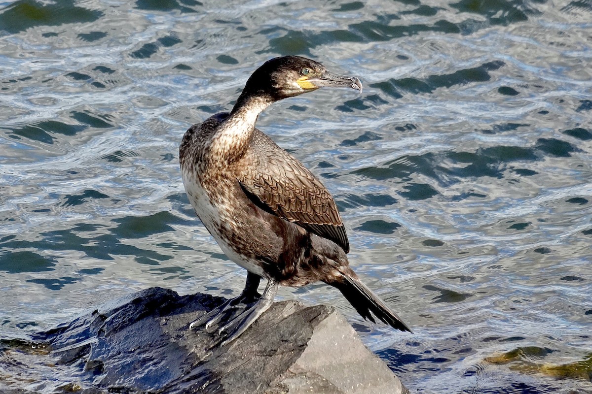 Kormoran - ML645440678