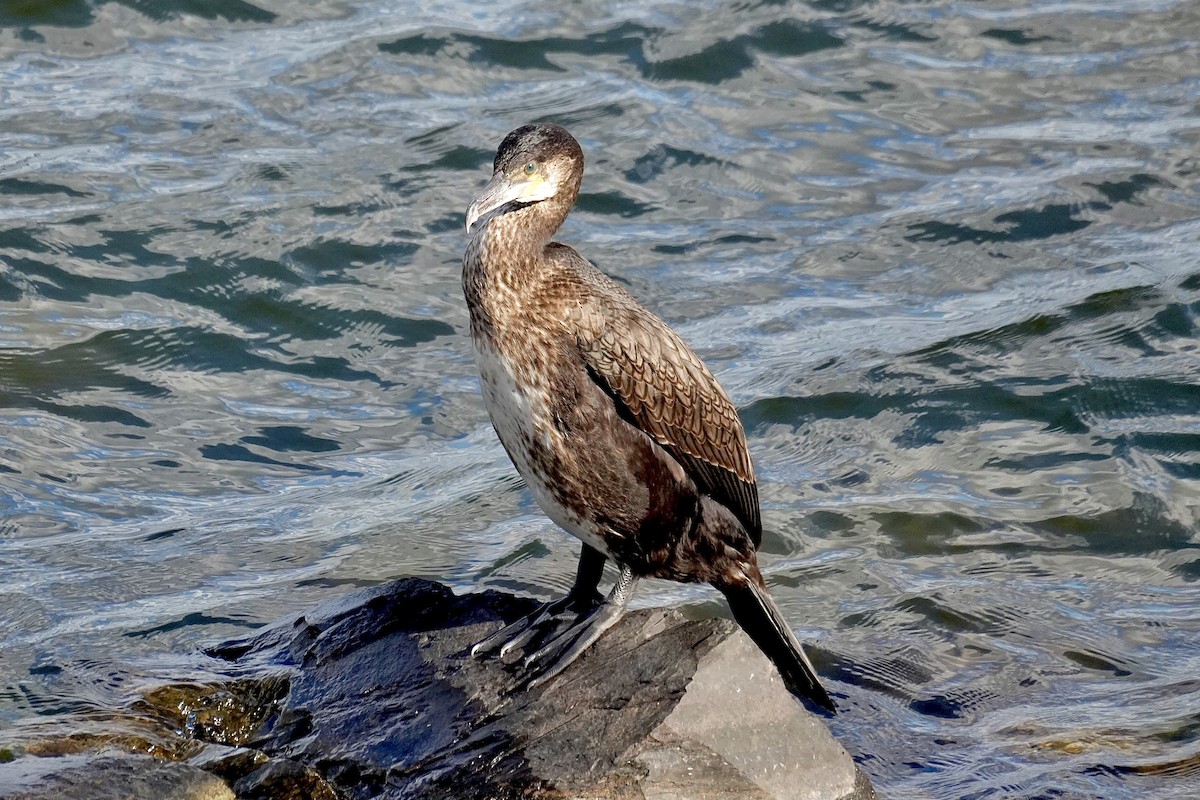 Kormoran - ML645440679