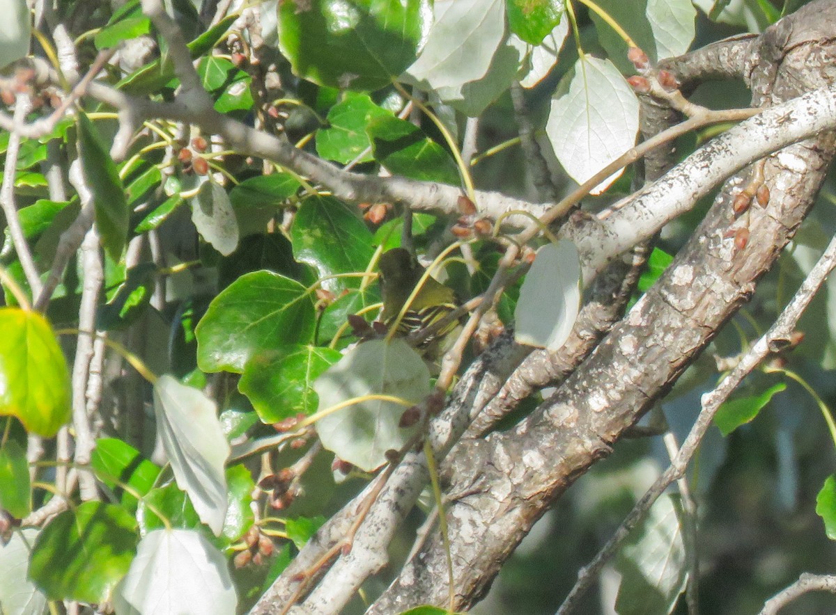Yellow-browed Warbler - ML645440680
