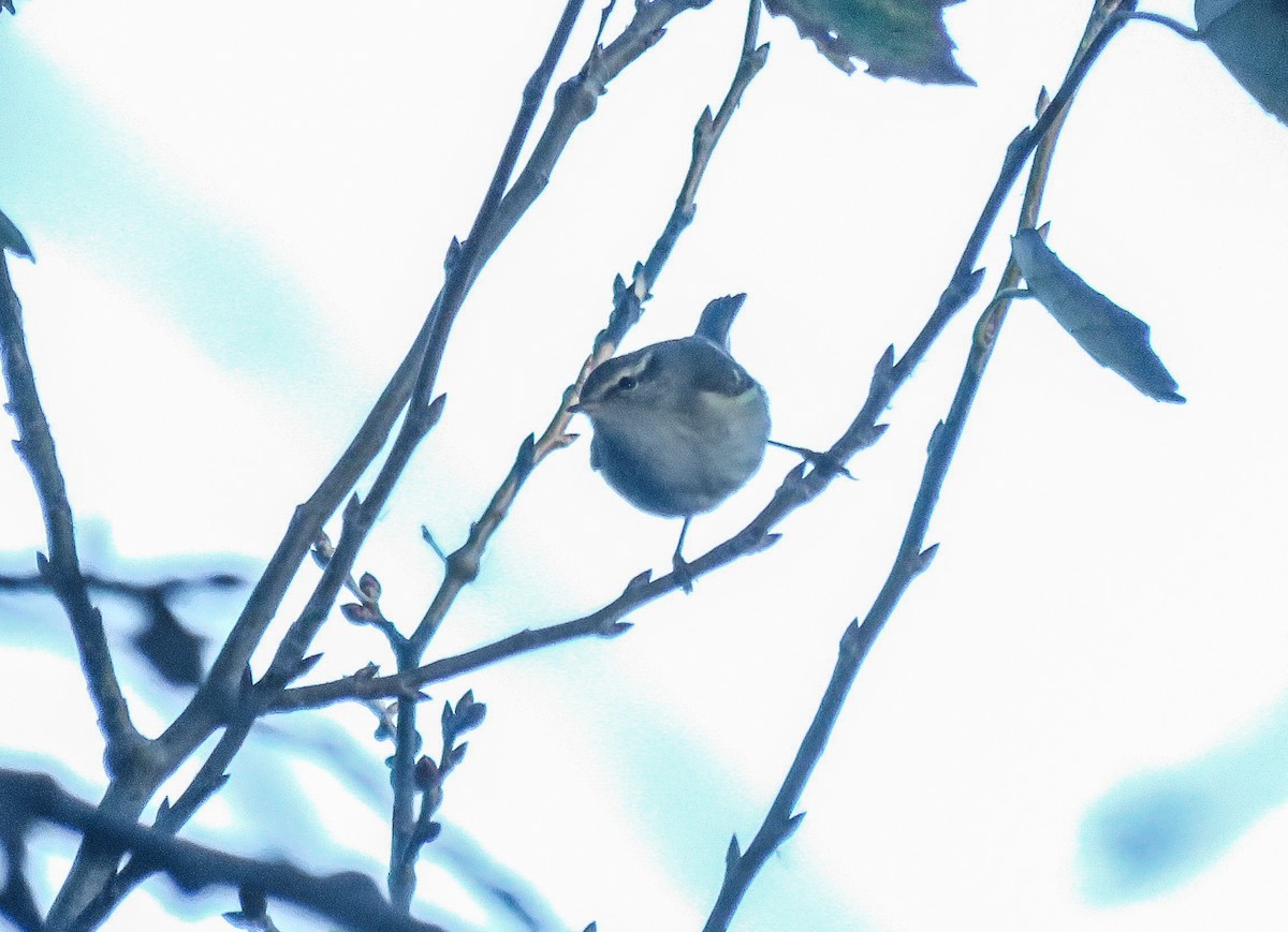 黃眉柳鶯 - ML645440681