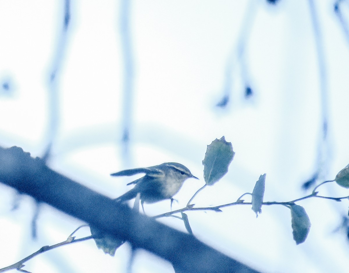 黃眉柳鶯 - ML645440682