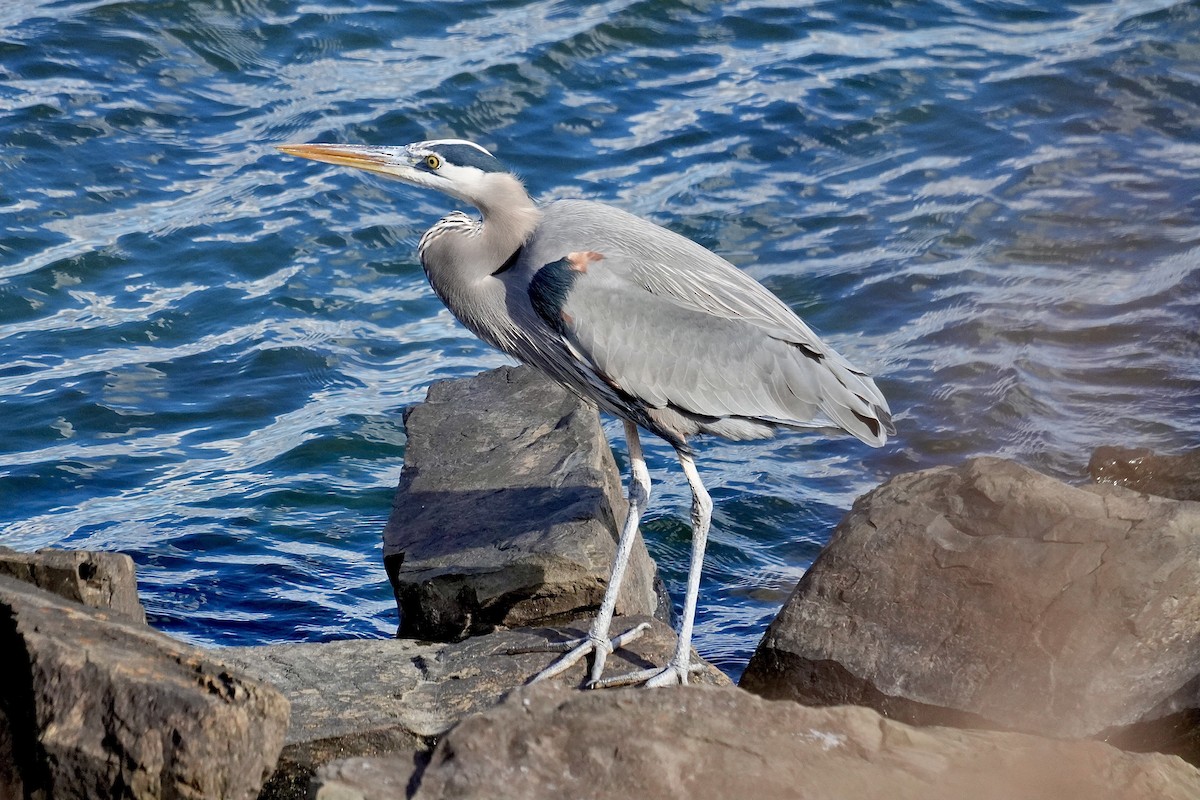 Great Blue Heron - ML645440691
