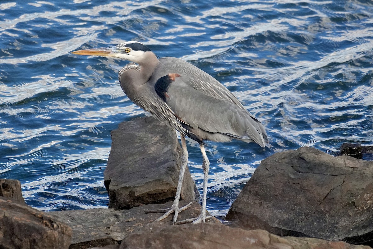 Great Blue Heron - ML645440695