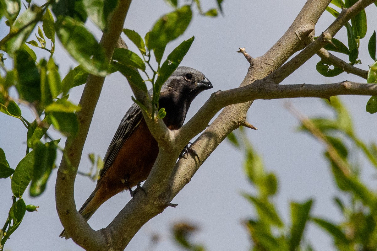 ノドグロヒメウソ - ML645440698