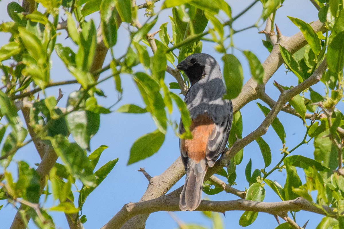 ノドグロヒメウソ - ML645440699