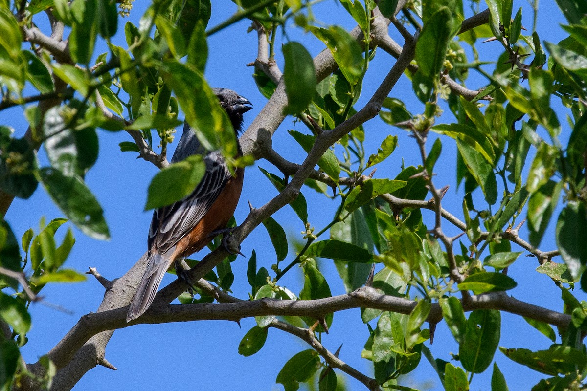 ノドグロヒメウソ - ML645440700