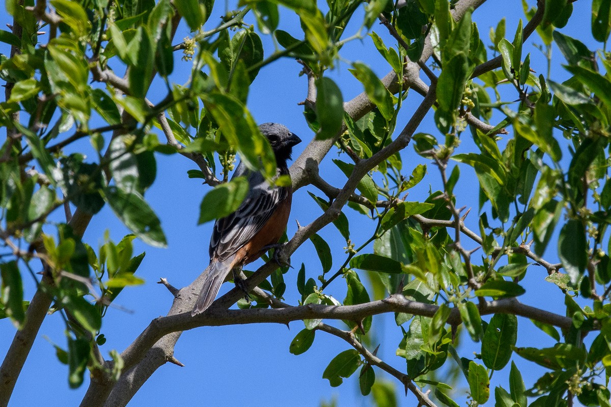 ノドグロヒメウソ - ML645440701