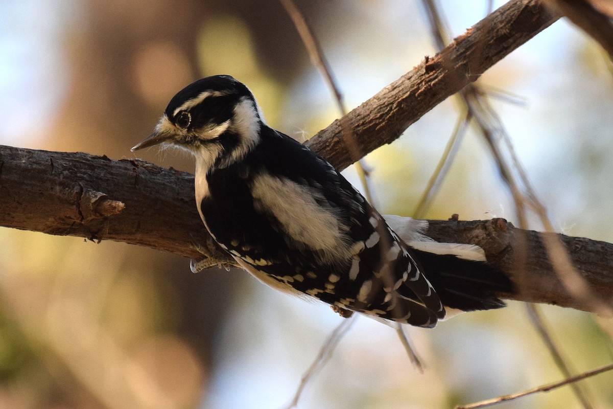 Downy Woodpecker - ML645440712