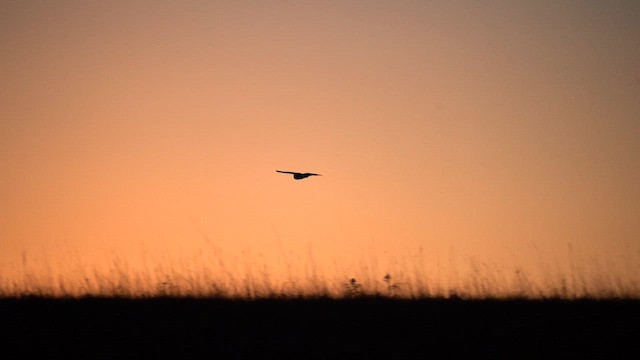 Short-eared Owl - ML645440716