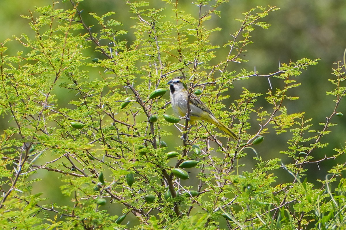 Yellow Cardinal - ML645440731